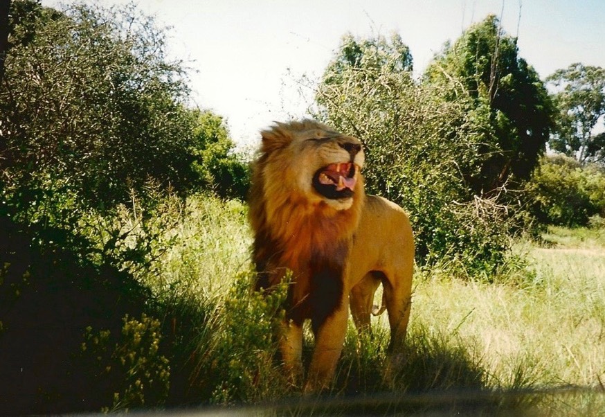 A lion walking through tall grass in Africa